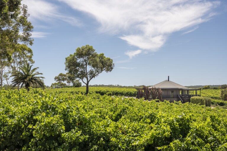 Beautiful lush vineyard views in McLaren Vale